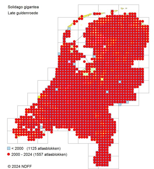 Canadese en Late guldenroede